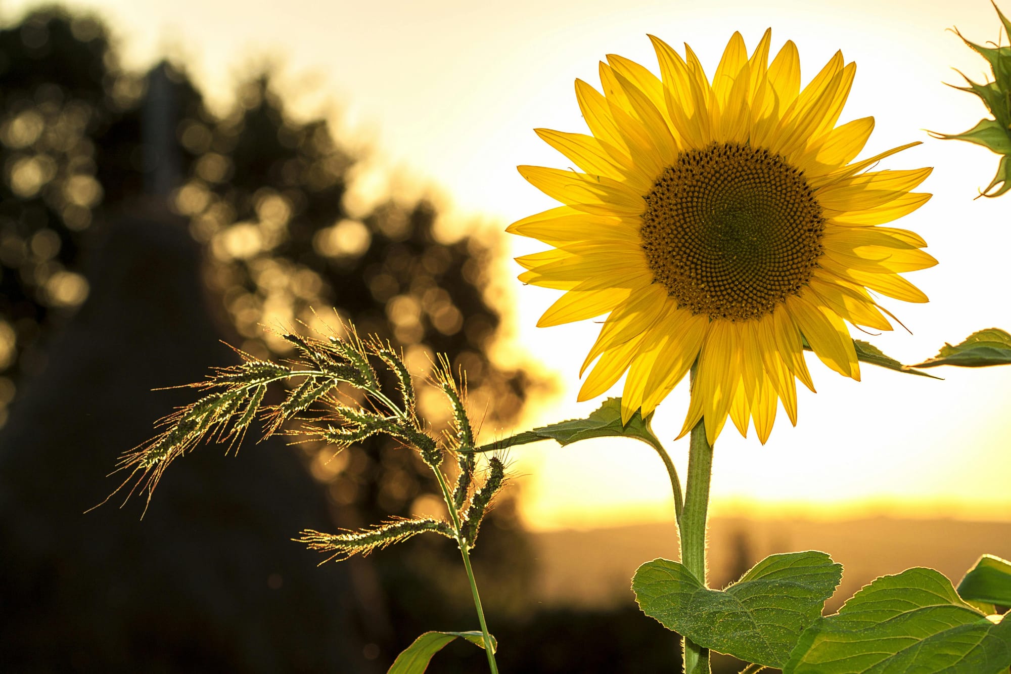 Sunflower Shower Curtain