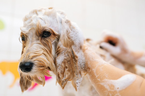 Best Shampoo For Labradoodle: Keeping Your Furry Friend's Coat Clean and Healthy