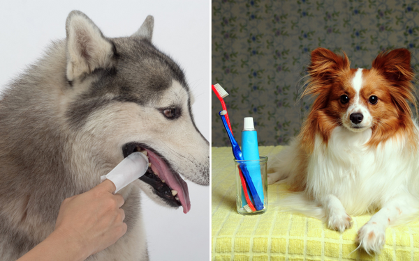 The Ultimate Guide to Cleaning Your Dog's Teeth Without a Brush!