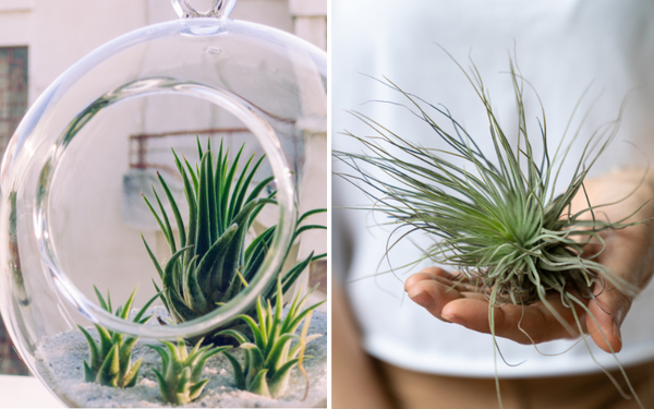 5 Creative Air Plant Containers: A Guide to Fabulous Homescapes