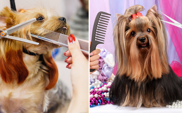 Paws Off! Our Picks for the Best 5 Dog Grooming Scissors Kit Reviews