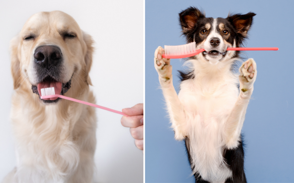 A Ruff Review: The Top 5 Dog Toothbrushes To Keep Your Pup's Pearly Whites Shiny!