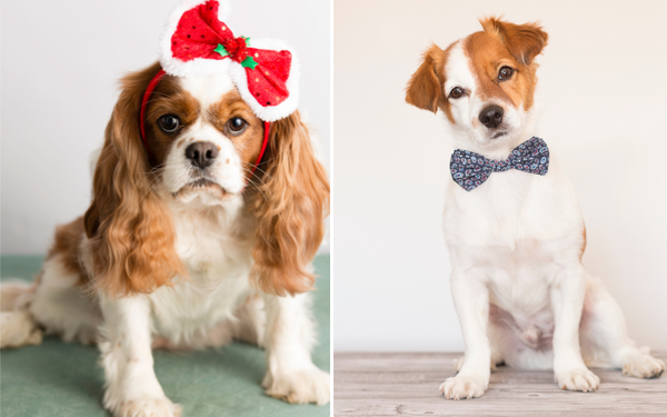 Unleash Your Pup's Personality with Trendy Dog Hair Bows: A Style Guide