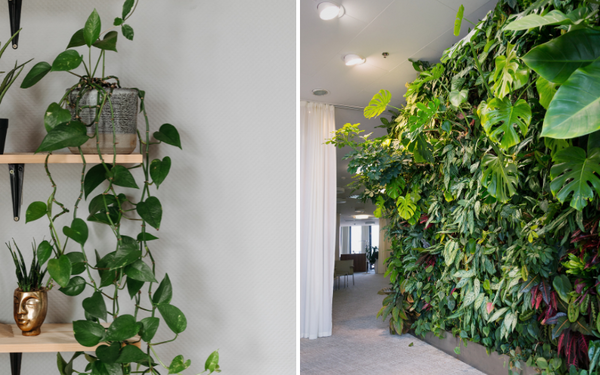 Gardening Indoors? Check Out The Creative Indoor Wall Garden!