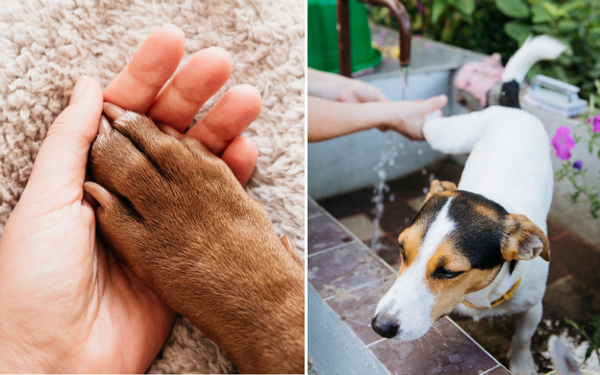 Making Clean Paws Happen: A Paw-some Product Review On Paw Washing For Dogs