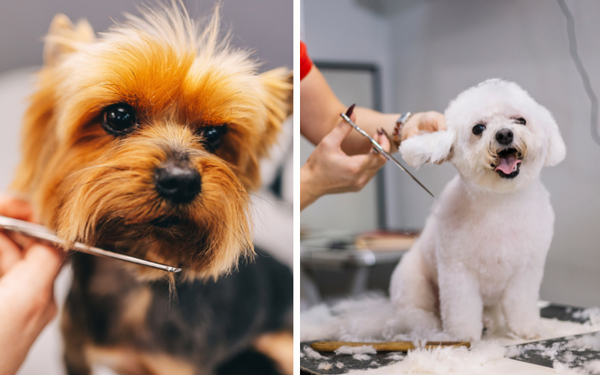 Snip with Confidence: How Do I Choose Dog Grooming Scissors for a Perfect Groom