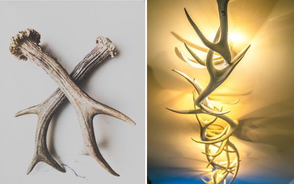 Shedding Light on Style: The Unparalleled Elegance of Antler Light Fixtures!