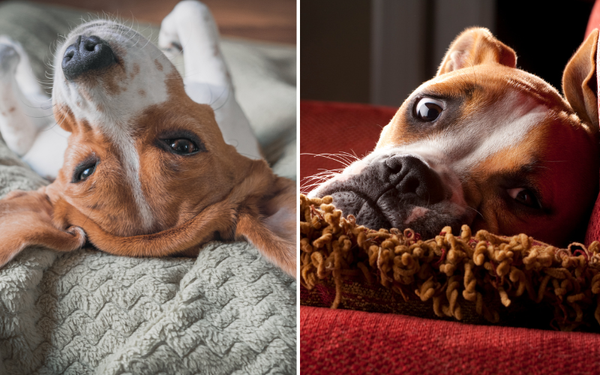 Unleash Comfort and Cuteness with the Dog Face Pillow - A Paw-sitively Adorable Addition to Your Home!