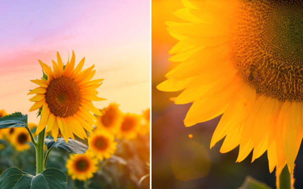 Transform Your Bathroom into a Sunny Oasis with the Latest Sunflower Shower Curtain Trends!