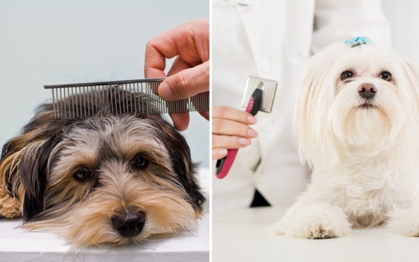 Find Out: How Often Should a Short Haired Dog be Brushed for a Healthy Coat?