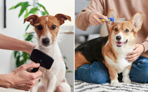 The Best Short Hair Dog Brush for Smoother & Healthier Coats!