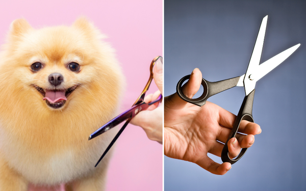 Is There a Difference Between Dog Scissors and Human Scissors? Explained